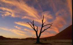 arbre mort